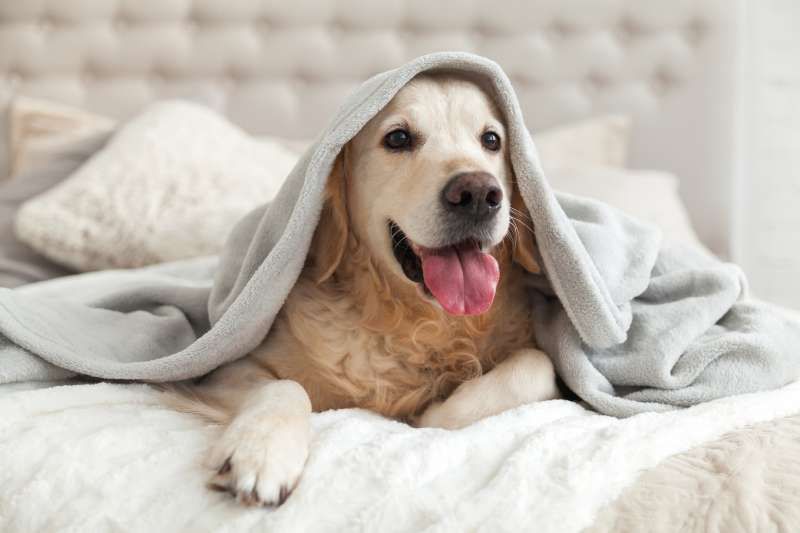 Lava la cama y las mantas de tu perro por separado