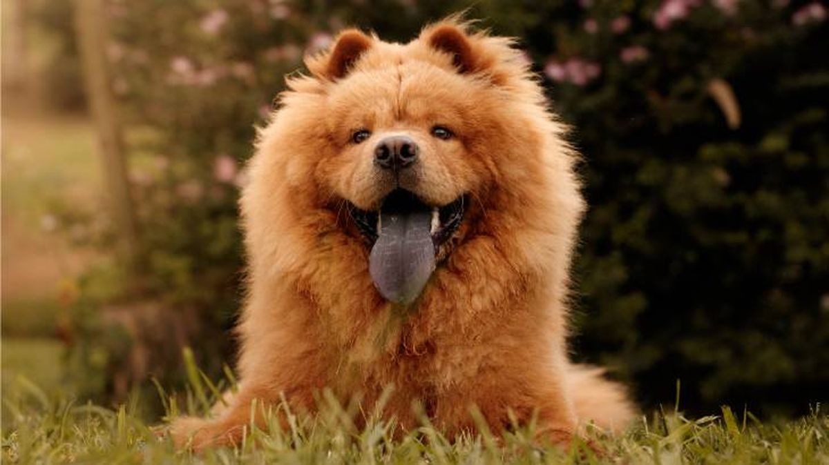 Entre los perros pelirrojos destaca la raza canina Chow Chow