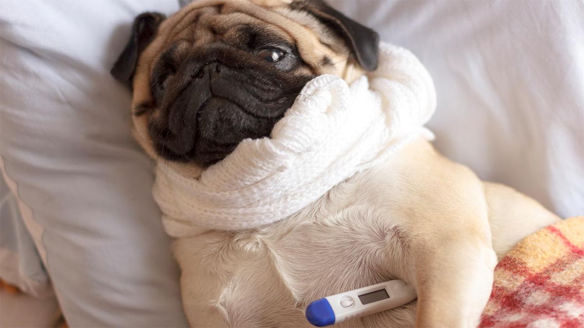 proteger perro resfriados portada