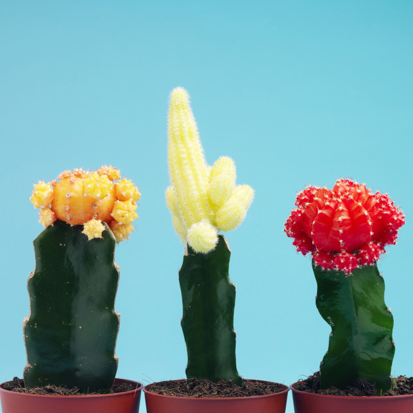 Cactus injertados