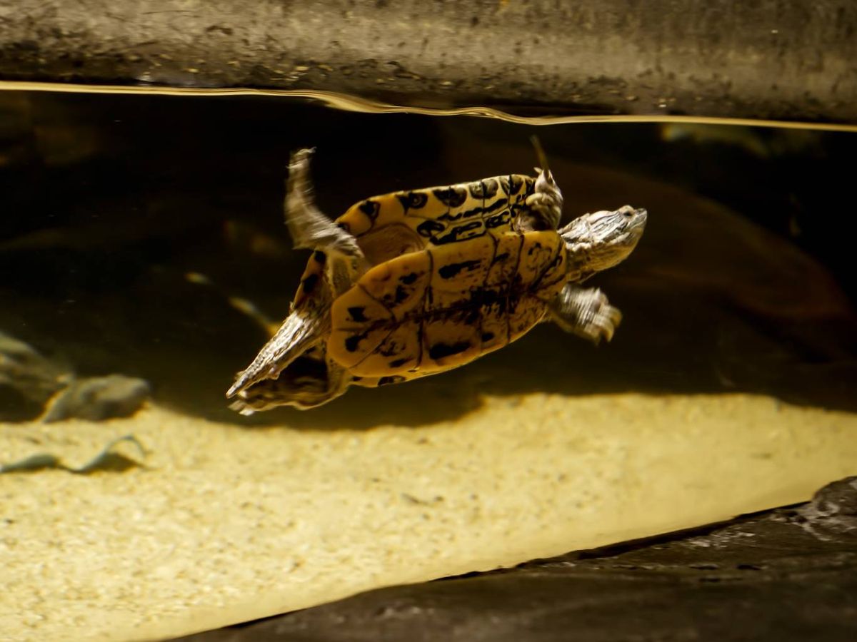 Necesita disponer de una zona acuática y una terrestre.
