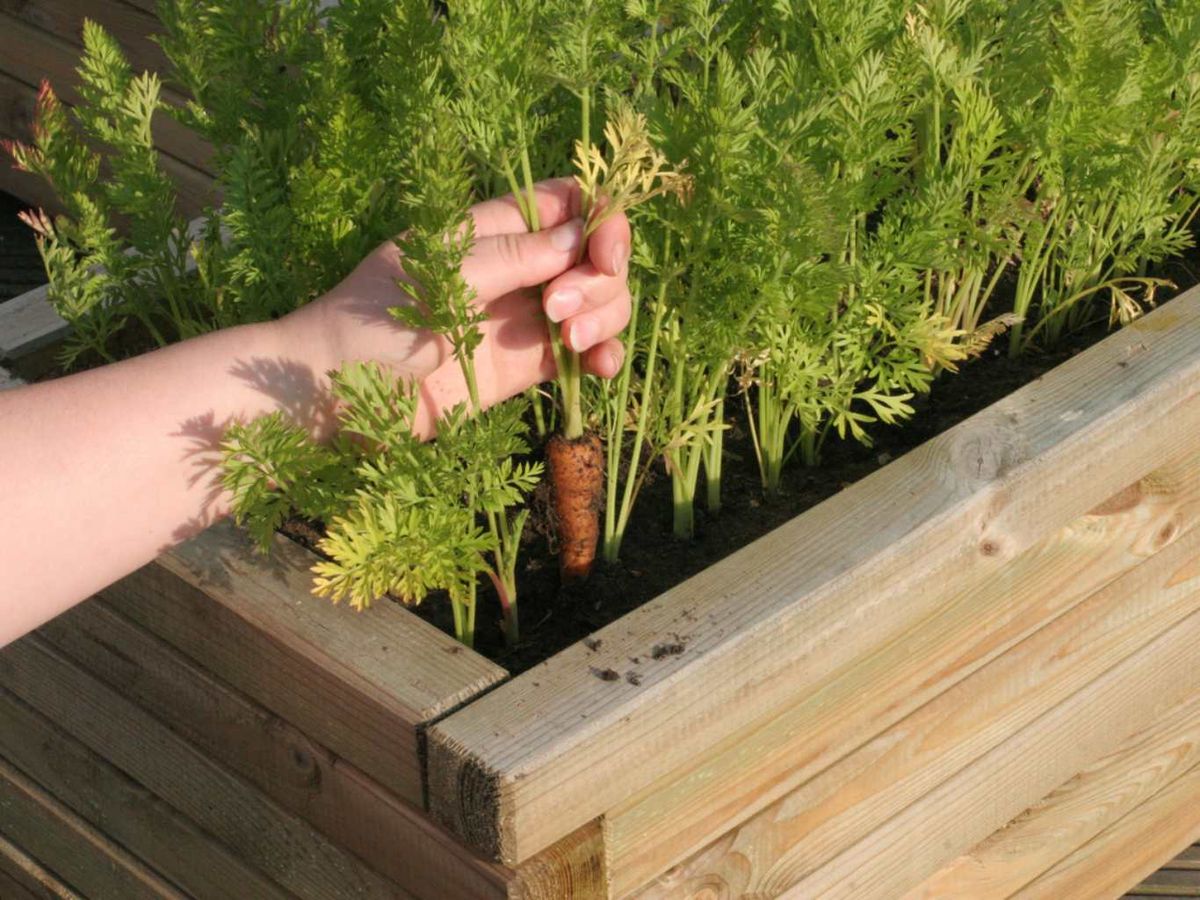Las zanahorias se pueden cultivar en macetas, jardineras, parterres elevados y en el suelo