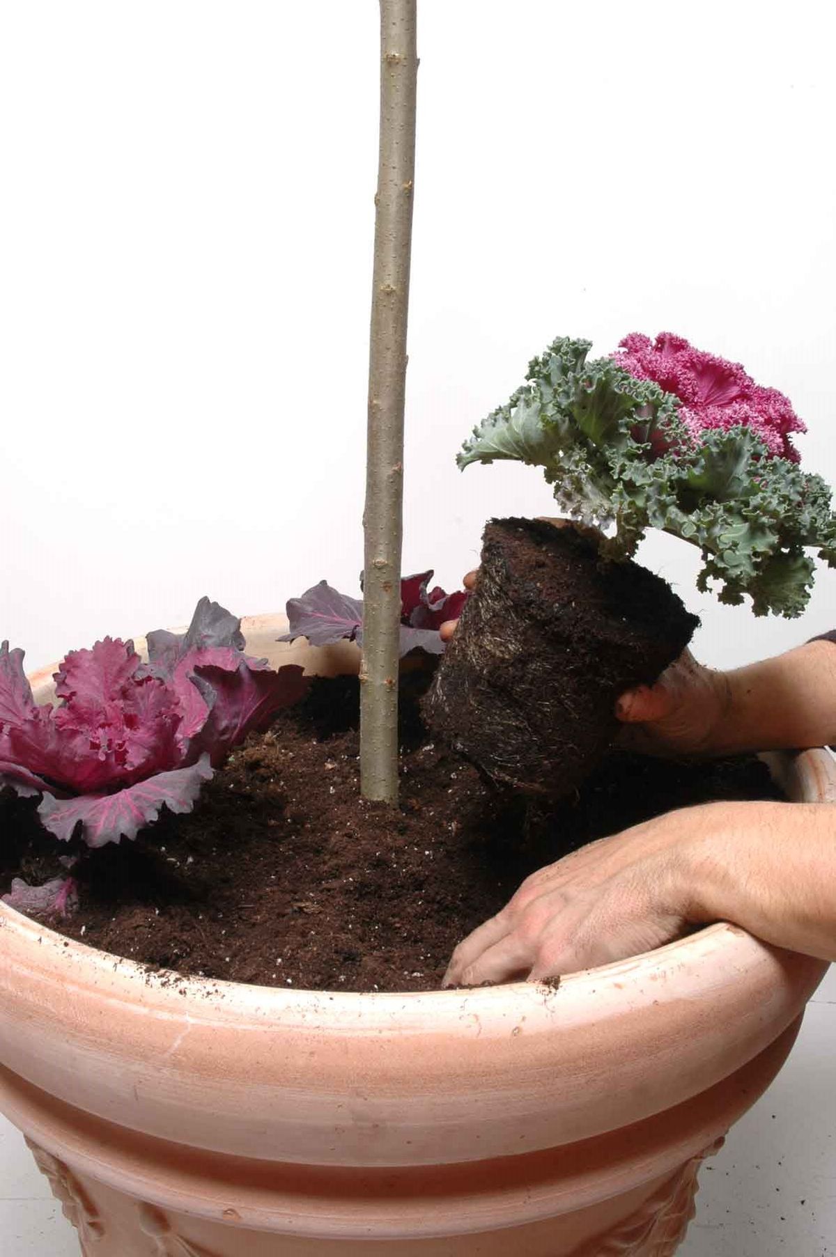 Sauce llorón en maceta paso 2