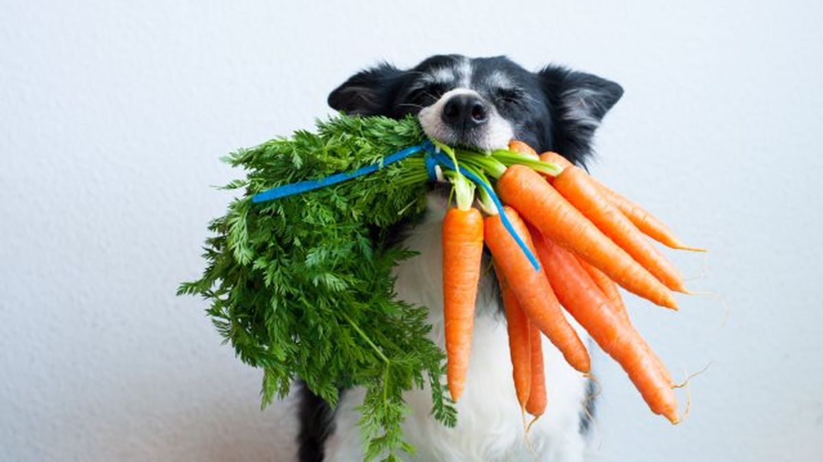 que verduras pueden comer los perros 3
