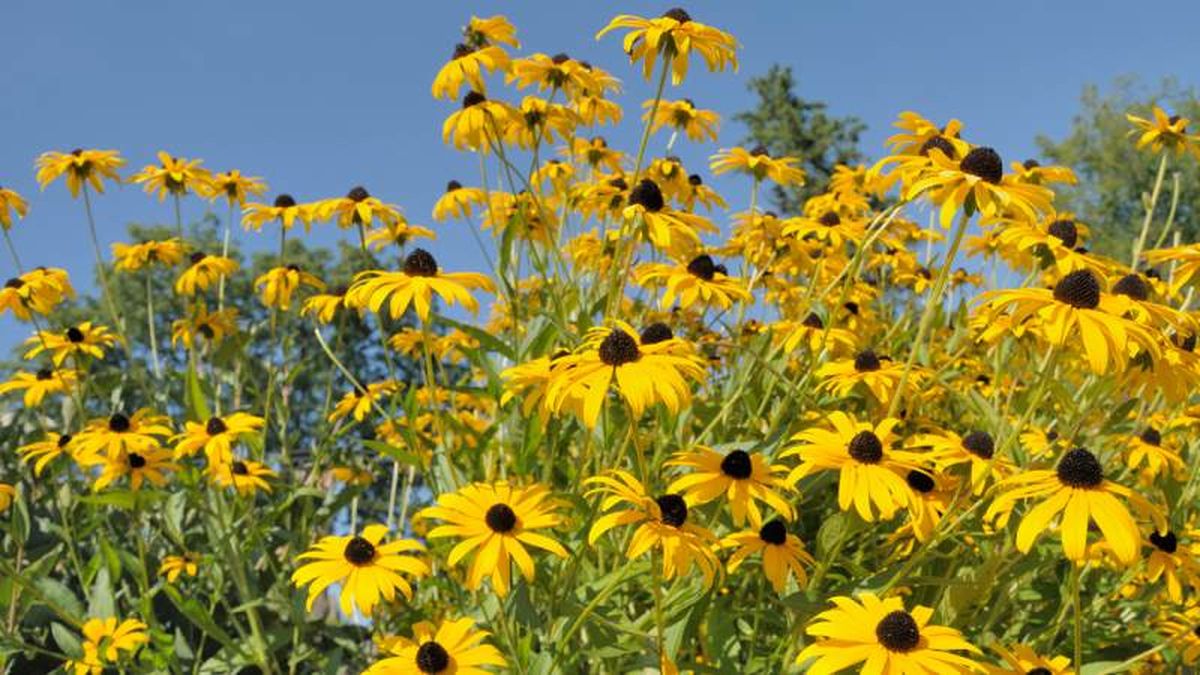 Rudbeckia Hirta.