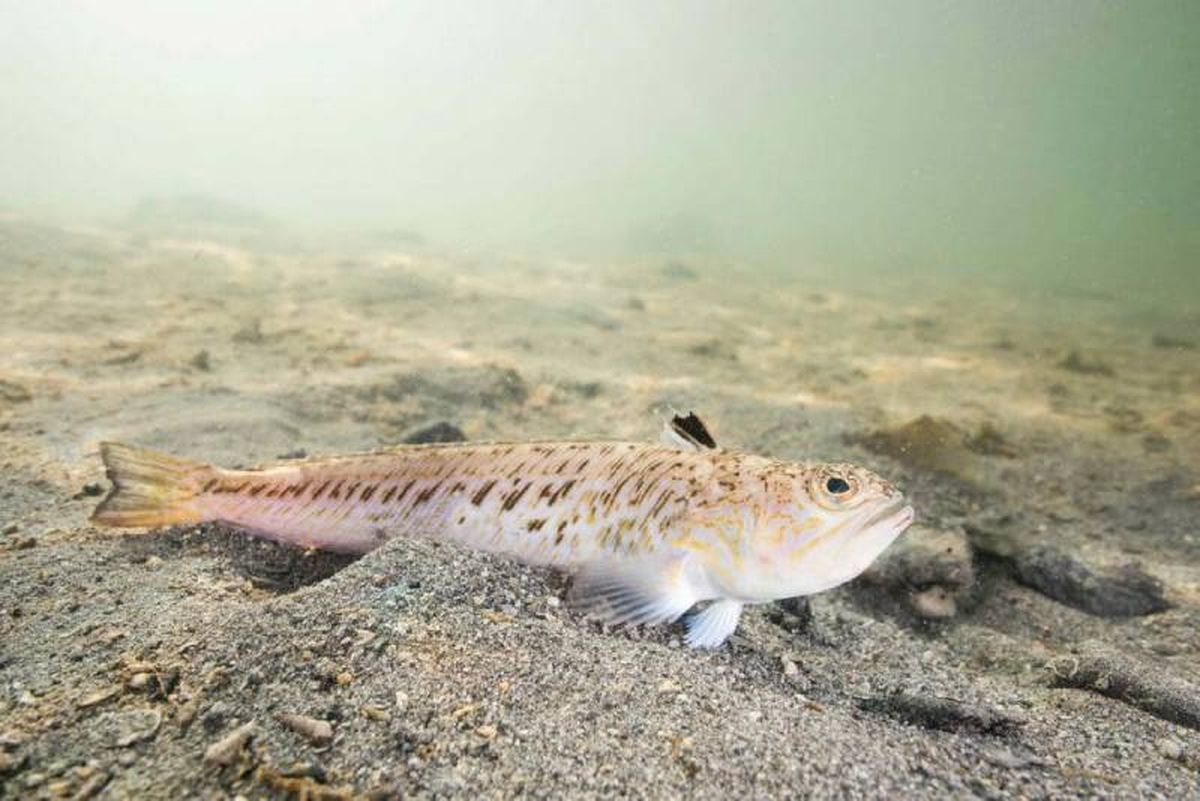 Evita zonas y áreas donde se han localizado un gran número de peces araña.