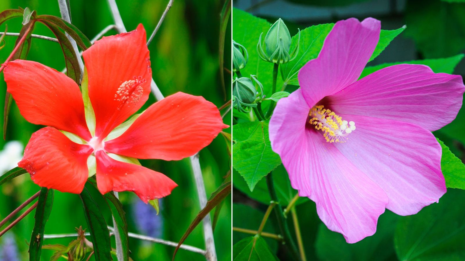 Dos variedades de hibiscus o hibisco