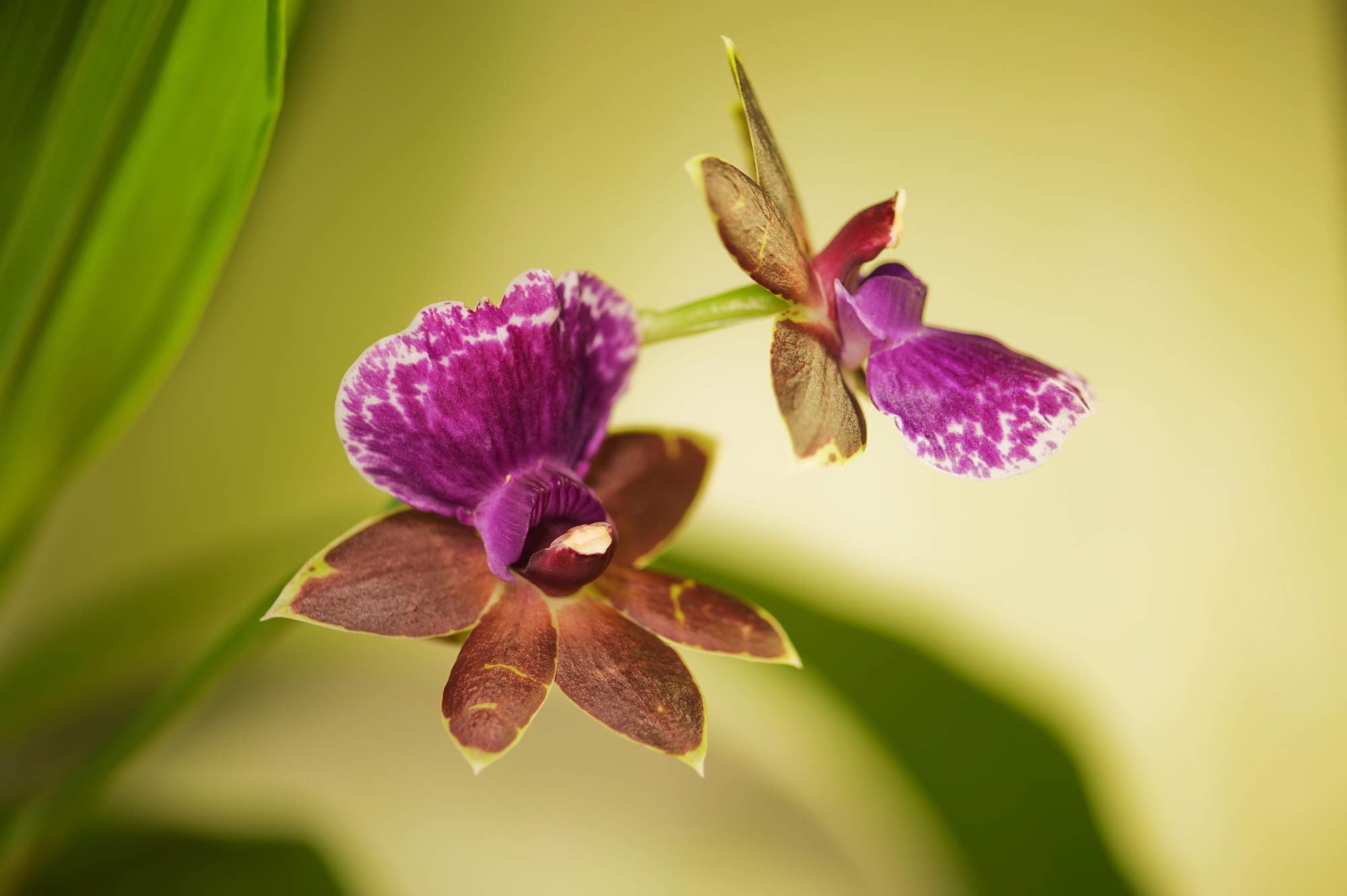 orquidea zygopetalum xl