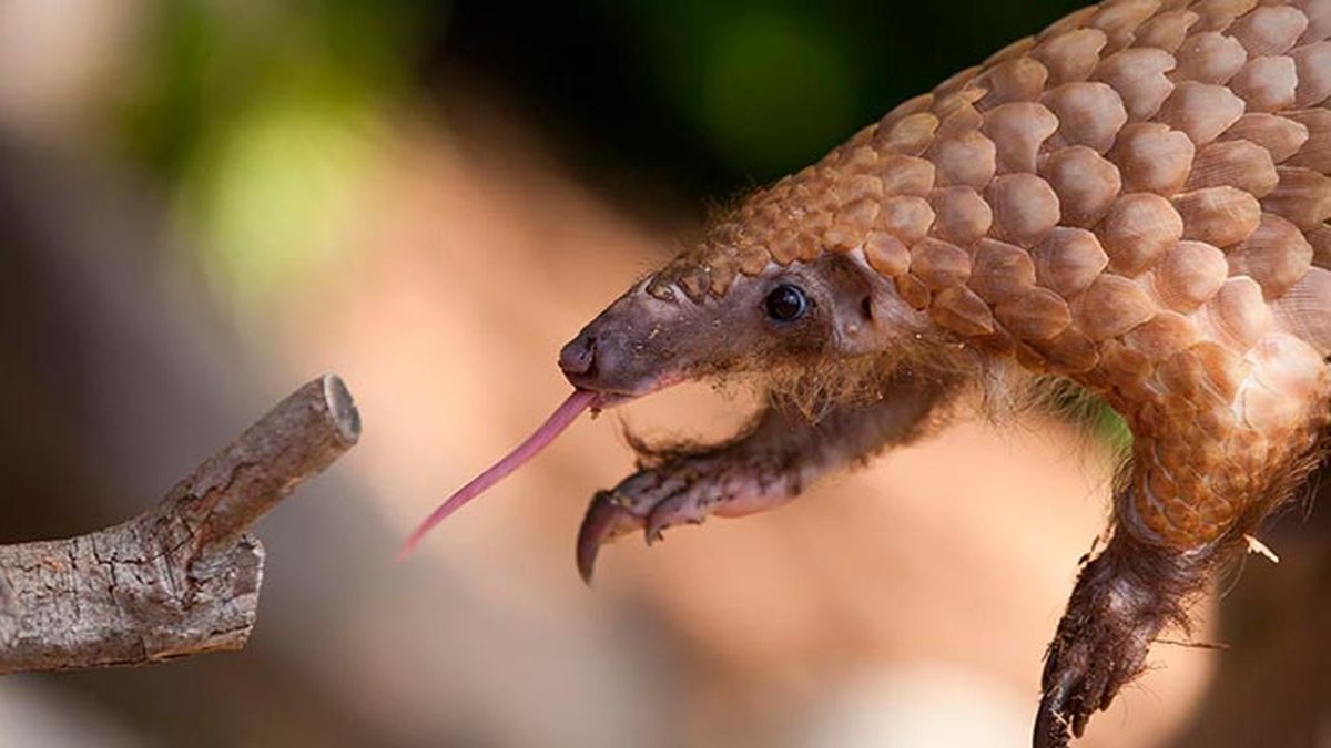 pangolin 2