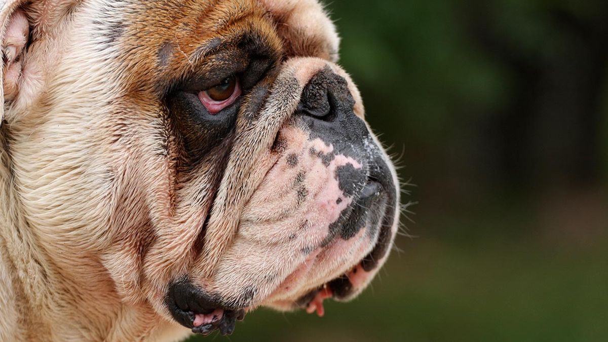 problemas oculares conjuntivitis perros 6