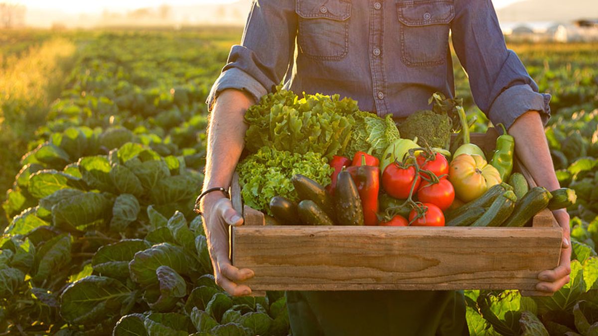 que pasaria si desaparecen abejas 2