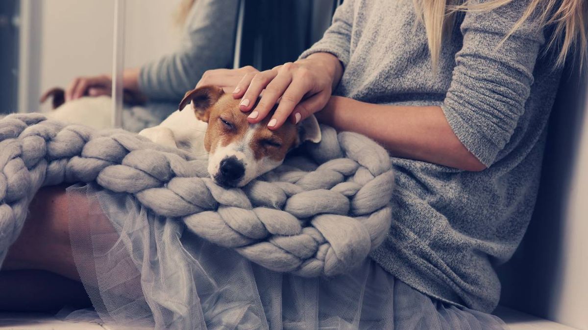 La experiencia de compartir tu vida con un perro puede ser maravillosa y satisfactoria