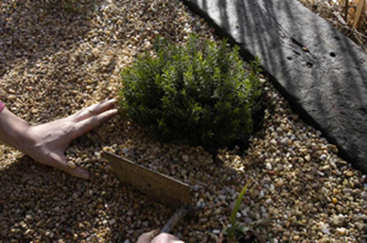 Plantación en gravilla al sol   paso 5