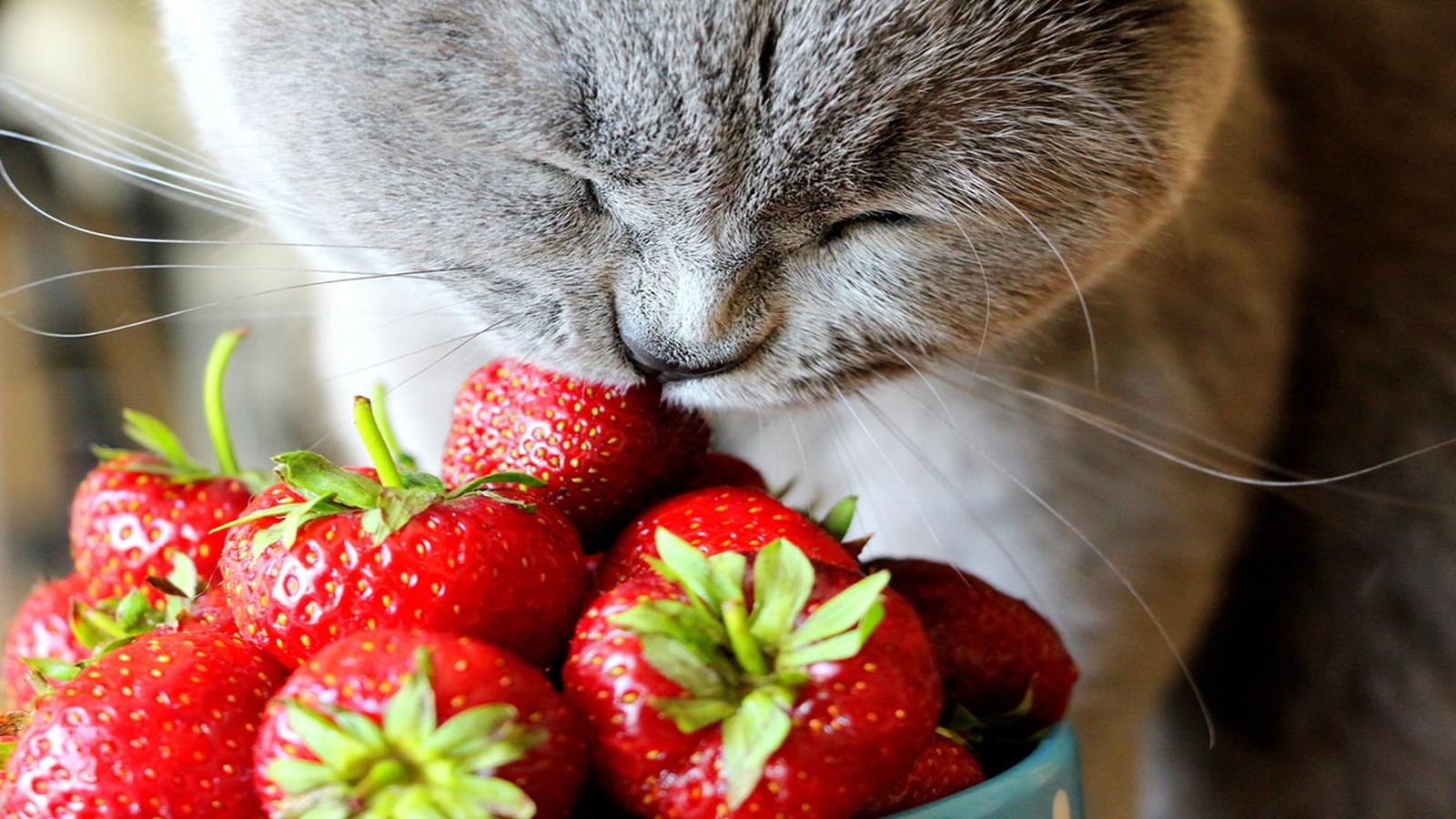 gato come fresas
