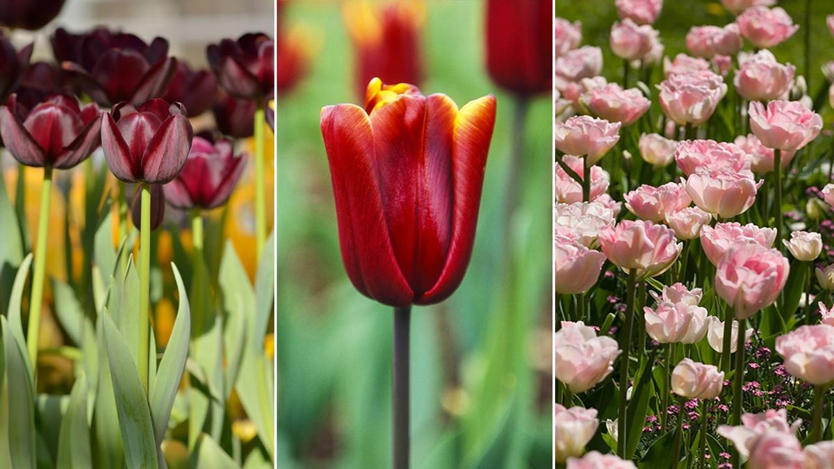 tulipan queen of night tulipan abu hassan tulipan angelique