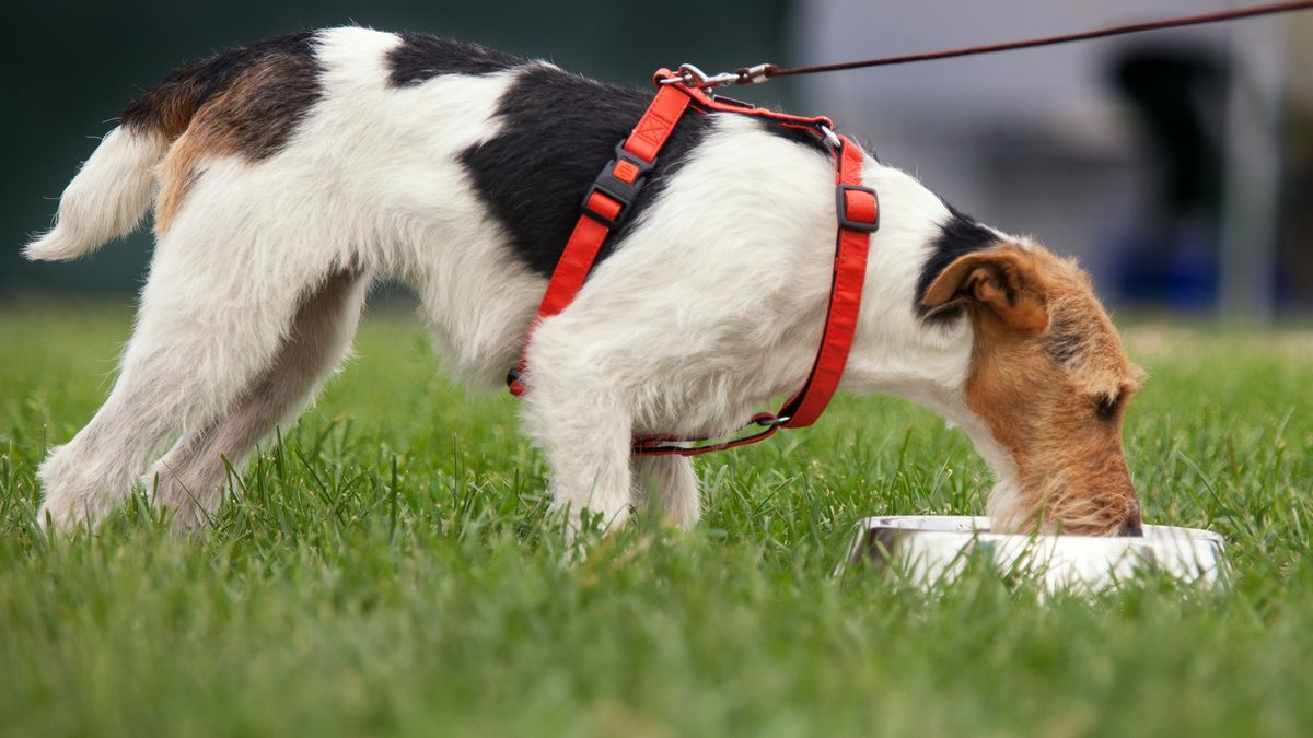 perros alimento prebioticos flora intestinal