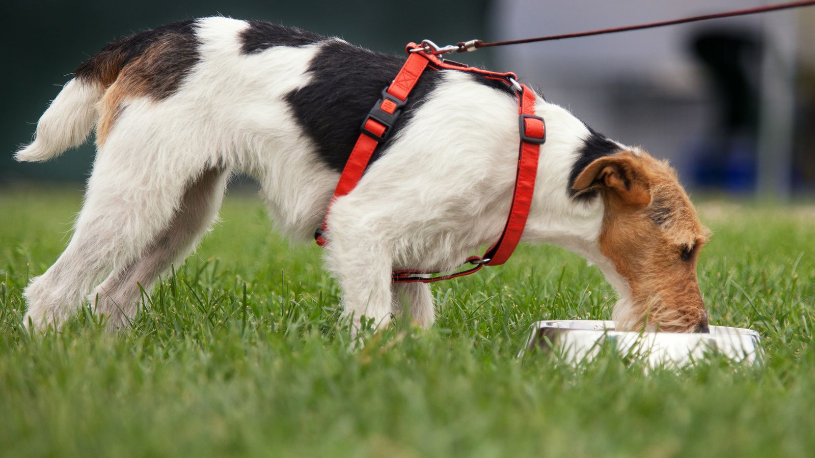 perros alimento prebioticos flora intestinal