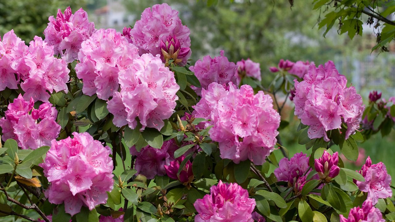 Poda de rododendros