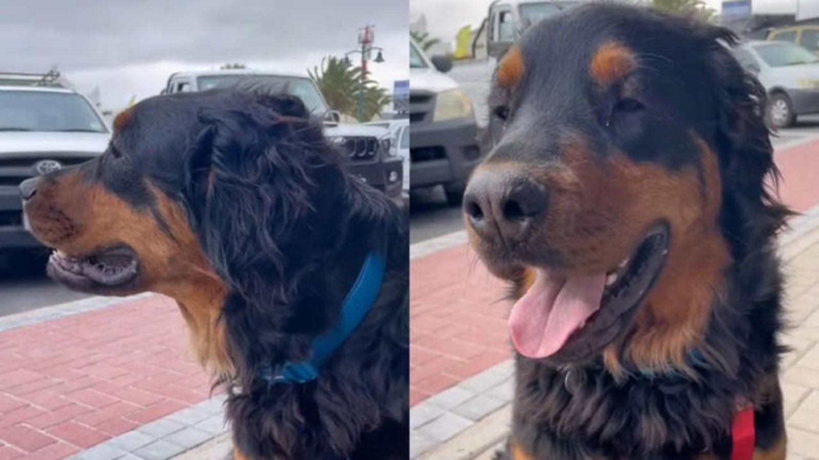 Bear, un adorable peludo que está triunfando como nadie en las redes sociales