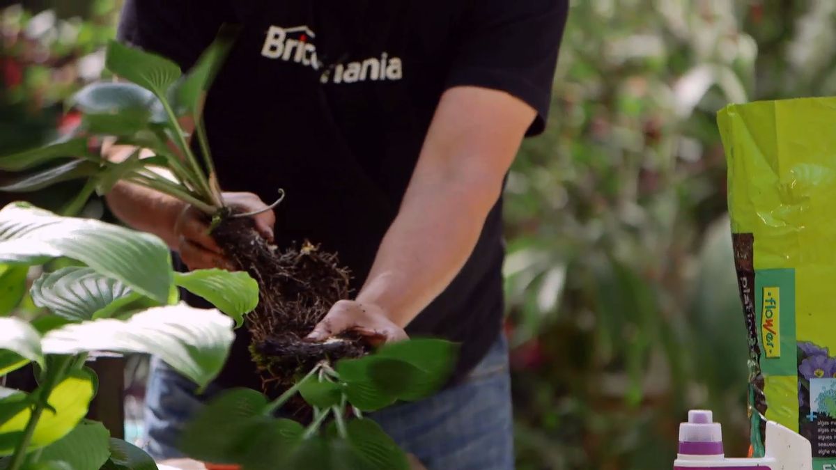 brico 0913 3 reproduccion cuidados hostas reproduccion paso 2