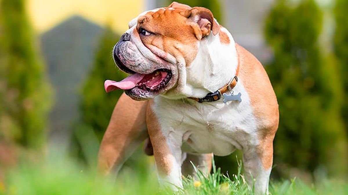 8 perros propensos tener linfoma 3