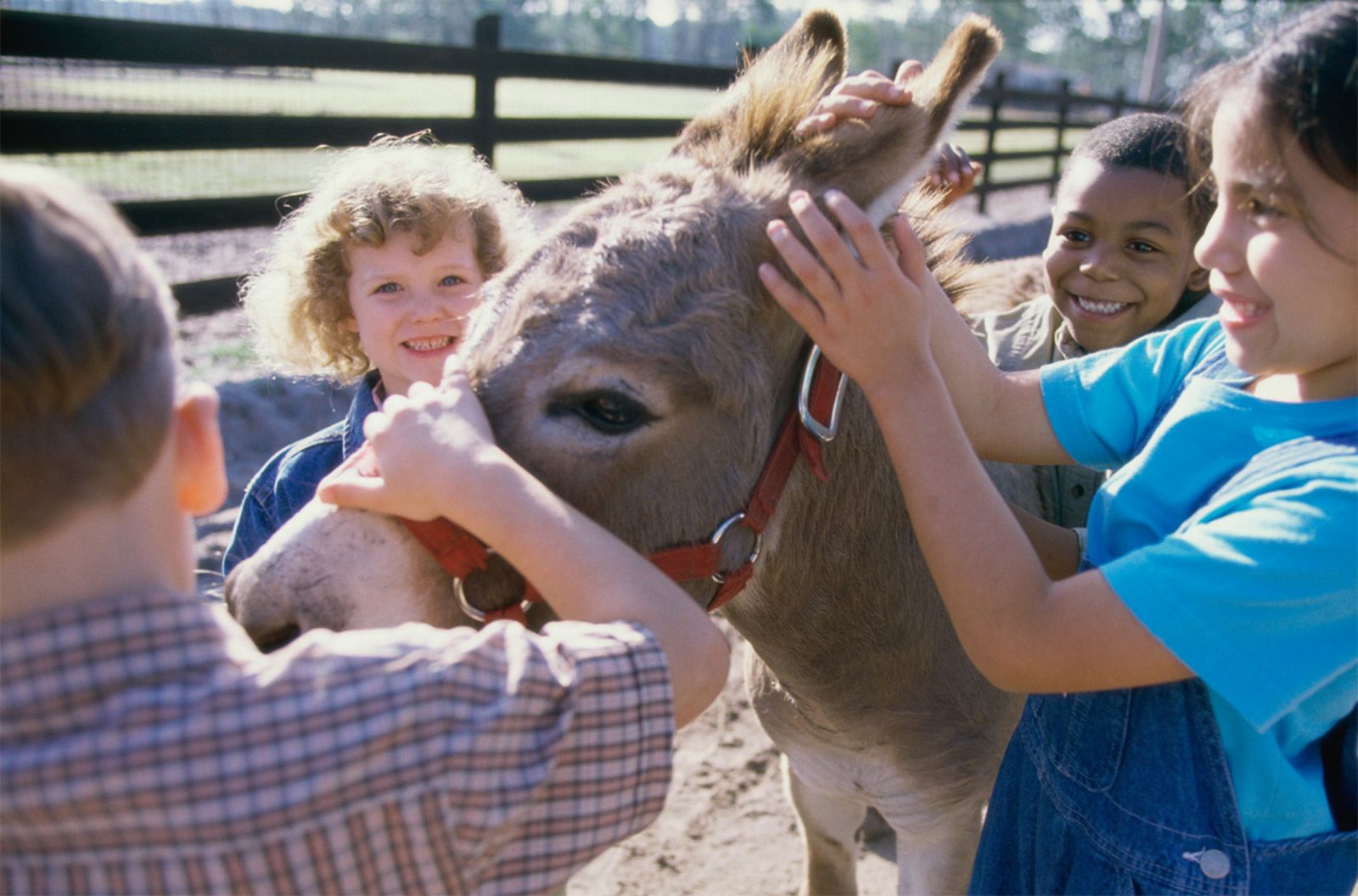 mascoteros 005 terapias con burros video