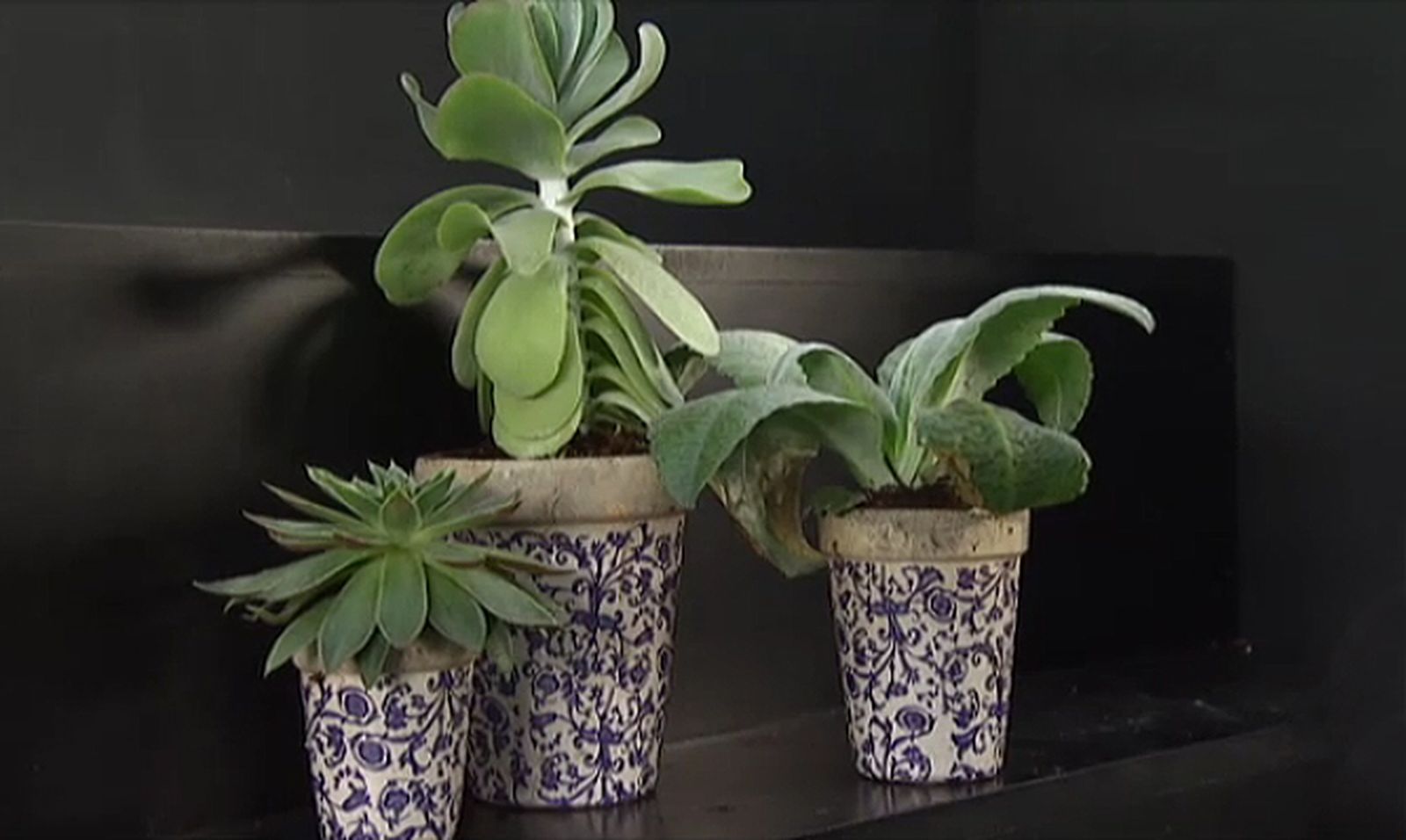plantacion kalanchoes