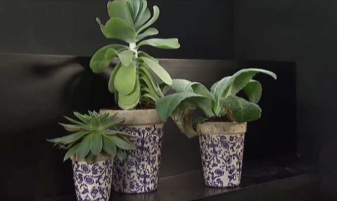 plantacion kalanchoes