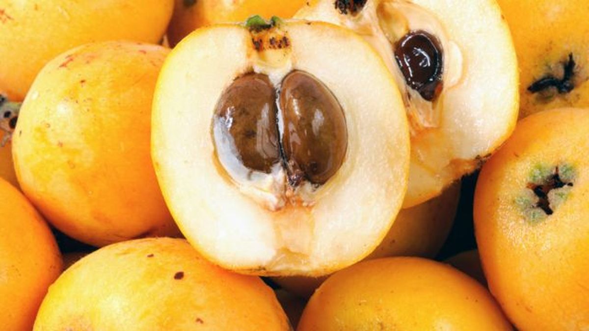 como germinar semillas de nispero