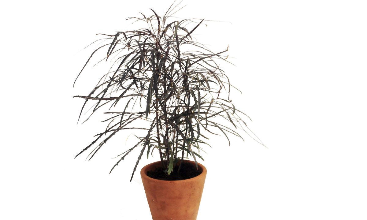 Falsa aralia