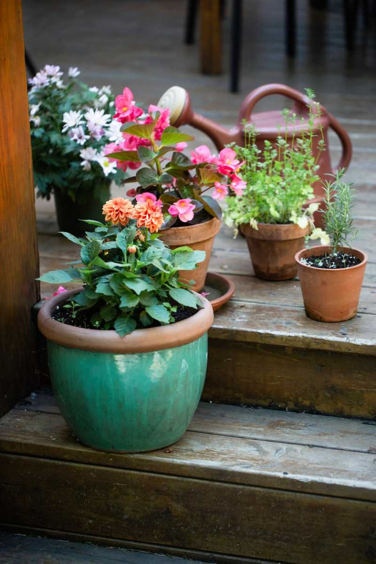 Gracias al sustrato hidrocontrol tus plantas sobrevivirán a tus vacaciones