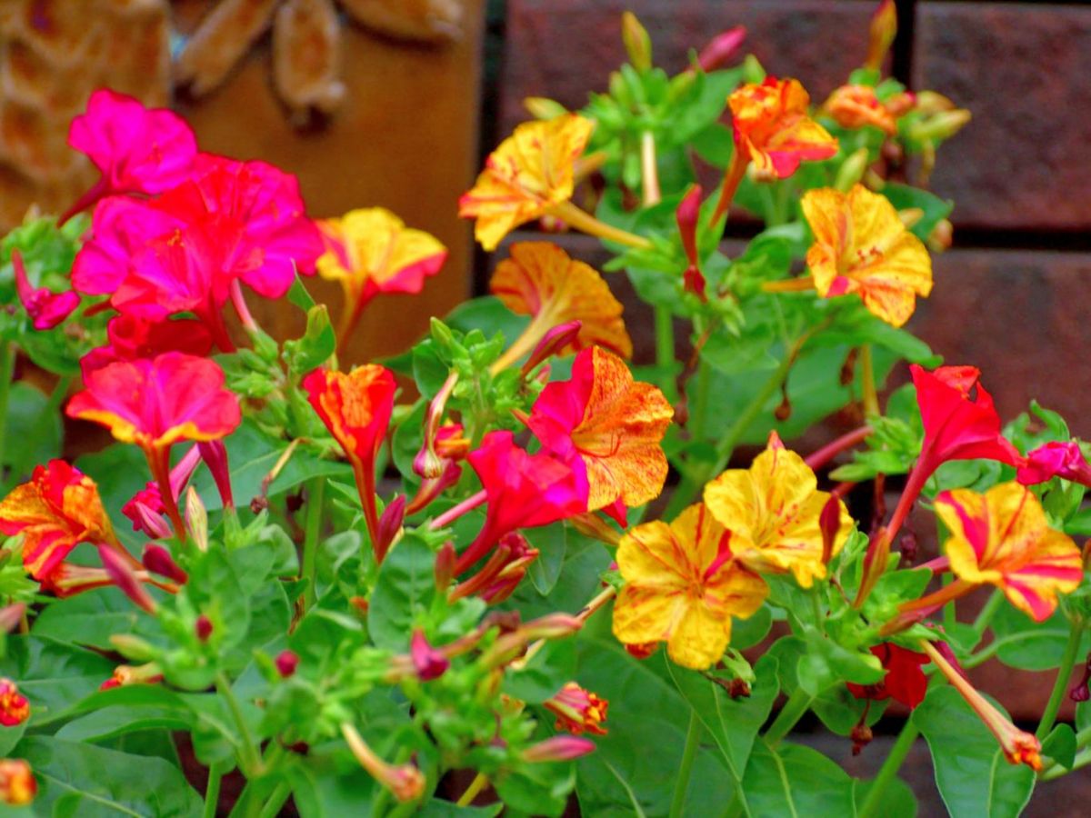 Planta Don Diego de Noche o Mirabilis jalapa.
