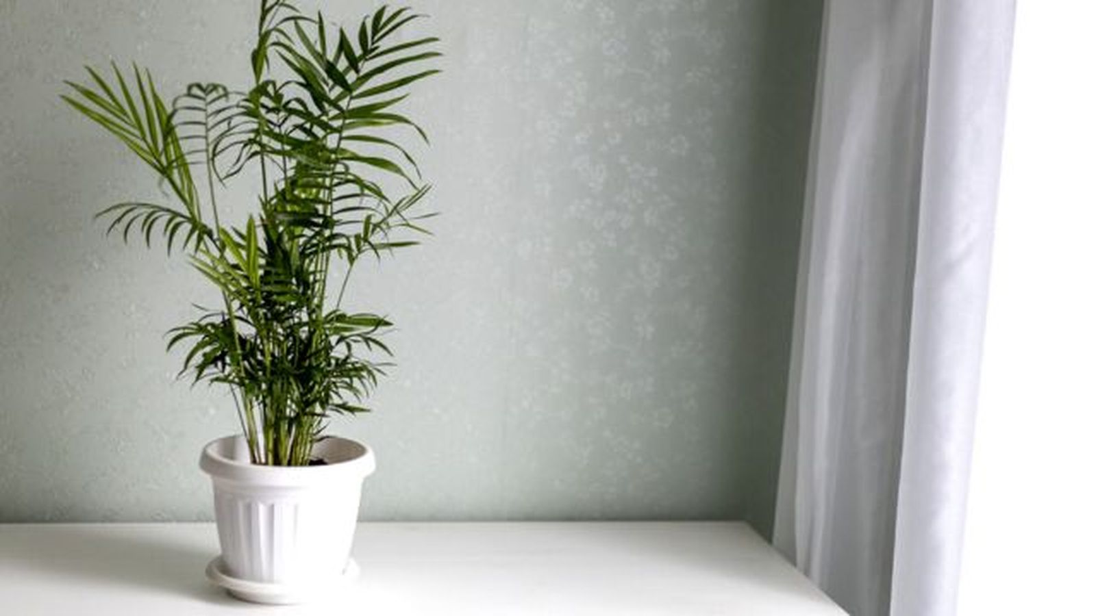 luz que necesita chamaedorea elegans