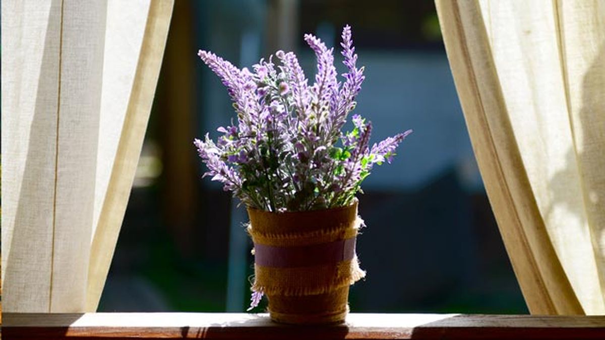 plantas antiinsectos