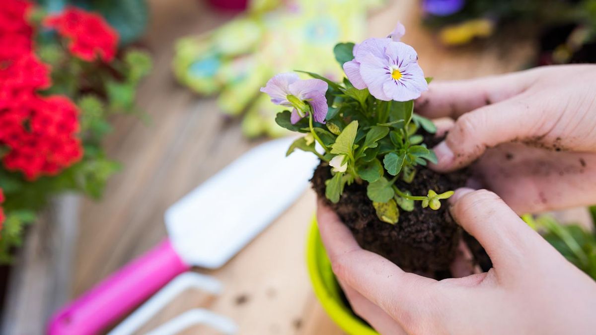 jardineria septiembre6