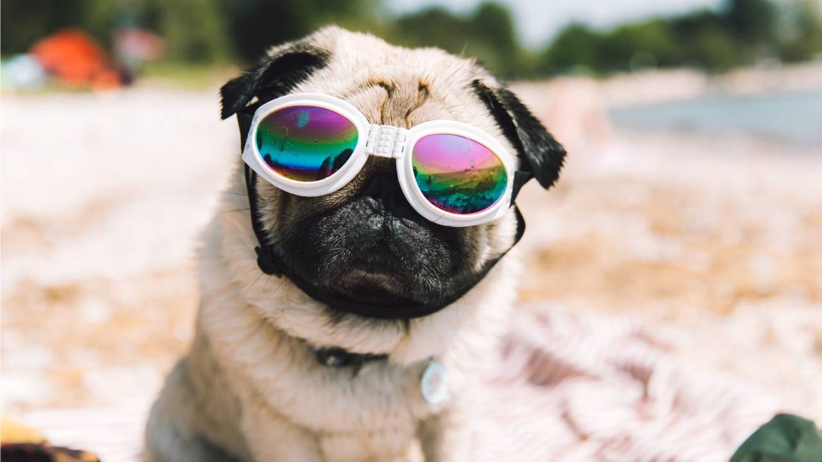 gafas de sol para perros prevenir problemas vision