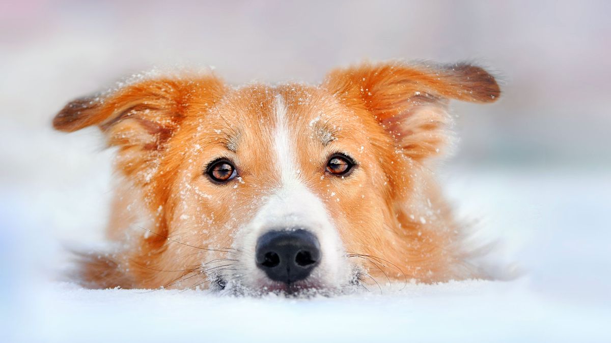 mascotas hipotermia perros