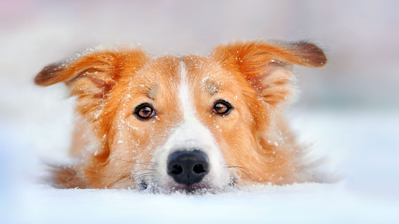 mascotas hipotermia perros