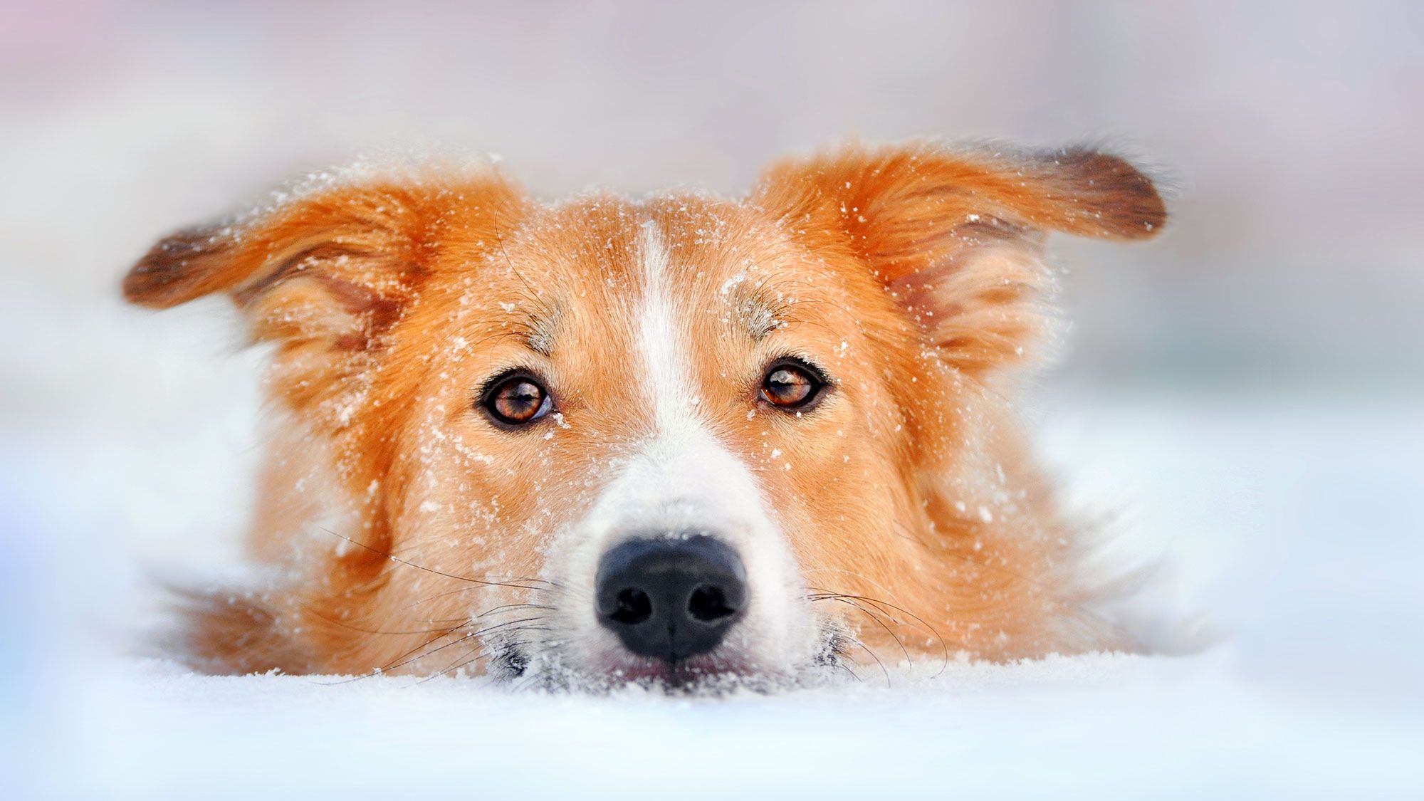 mascotas hipotermia perros