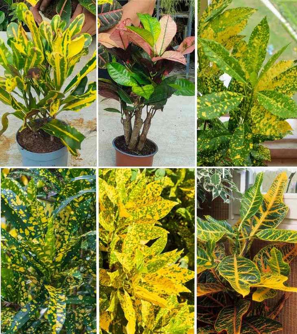variedades de croton