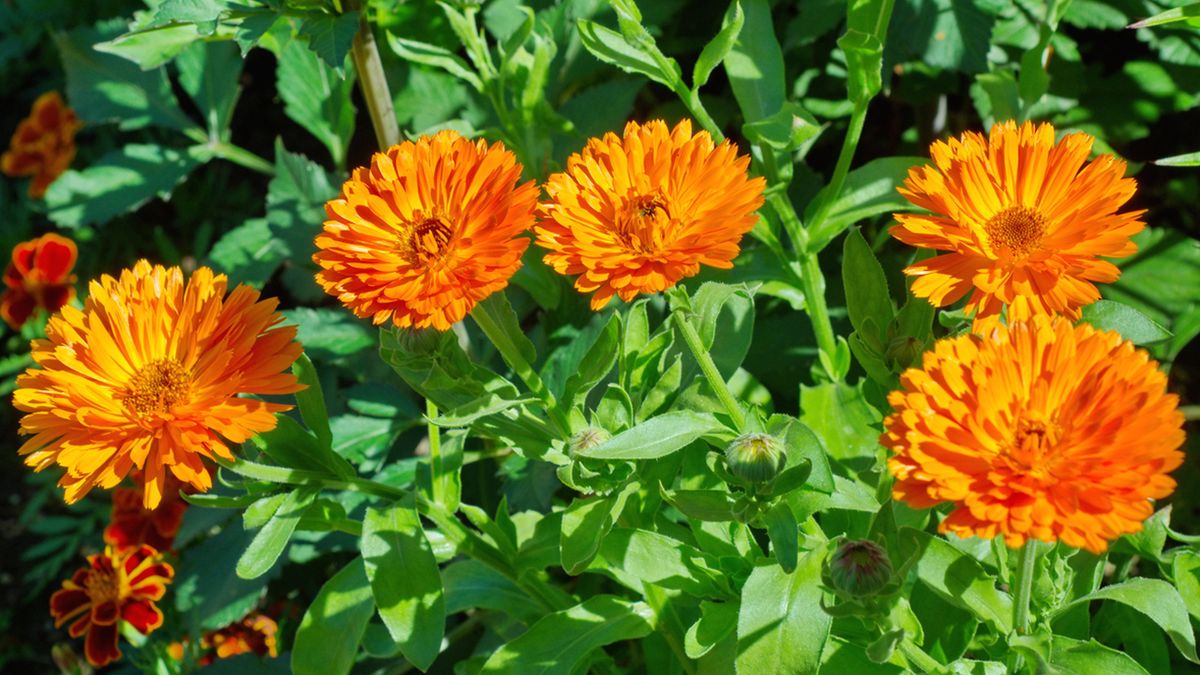 Calendula officialnis planta otono balcon