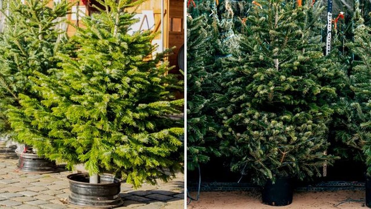 Árboles de Navidad naturales