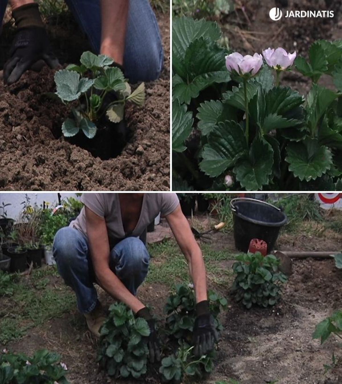 como plantar fresas paso a paso