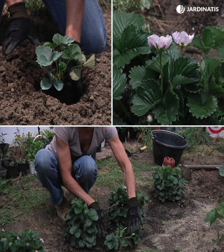 como plantar fresas paso a paso
