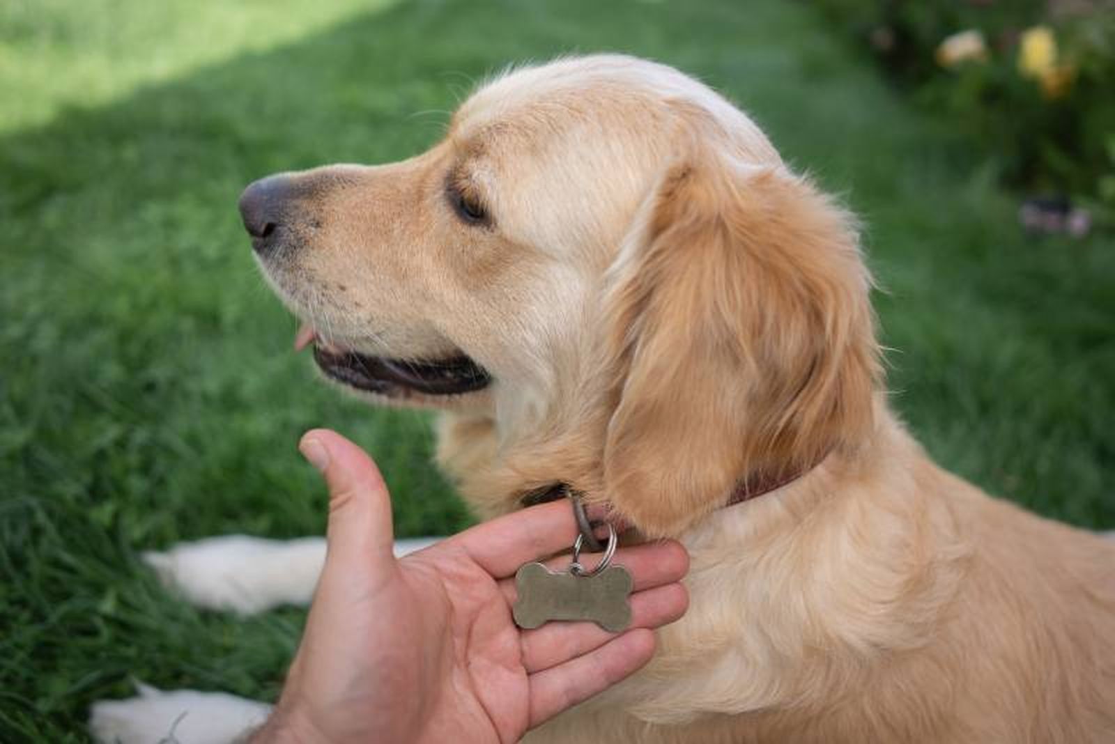Uso de microchips y collares de identificación para localizar a tu perro.