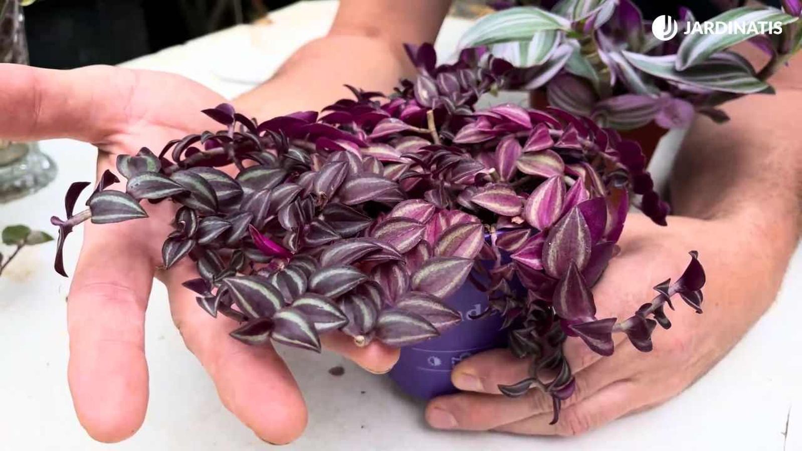 Tradescantia zebrina Purple Passion
