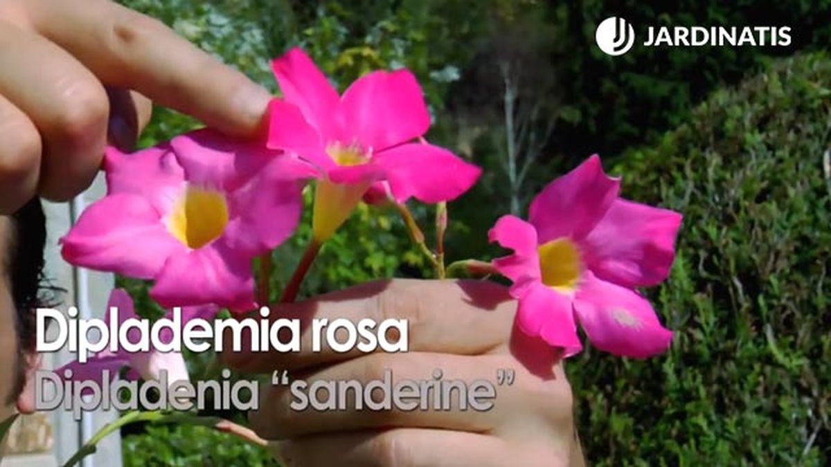 variedad de dipladenia sanderine