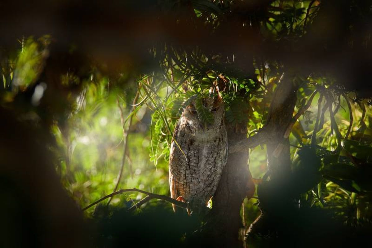 Descansan durante el día en ramas, huecos de los árboles o cajas nido