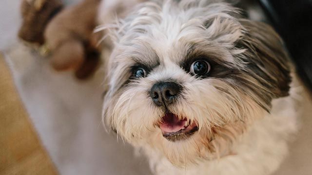 shi tzu