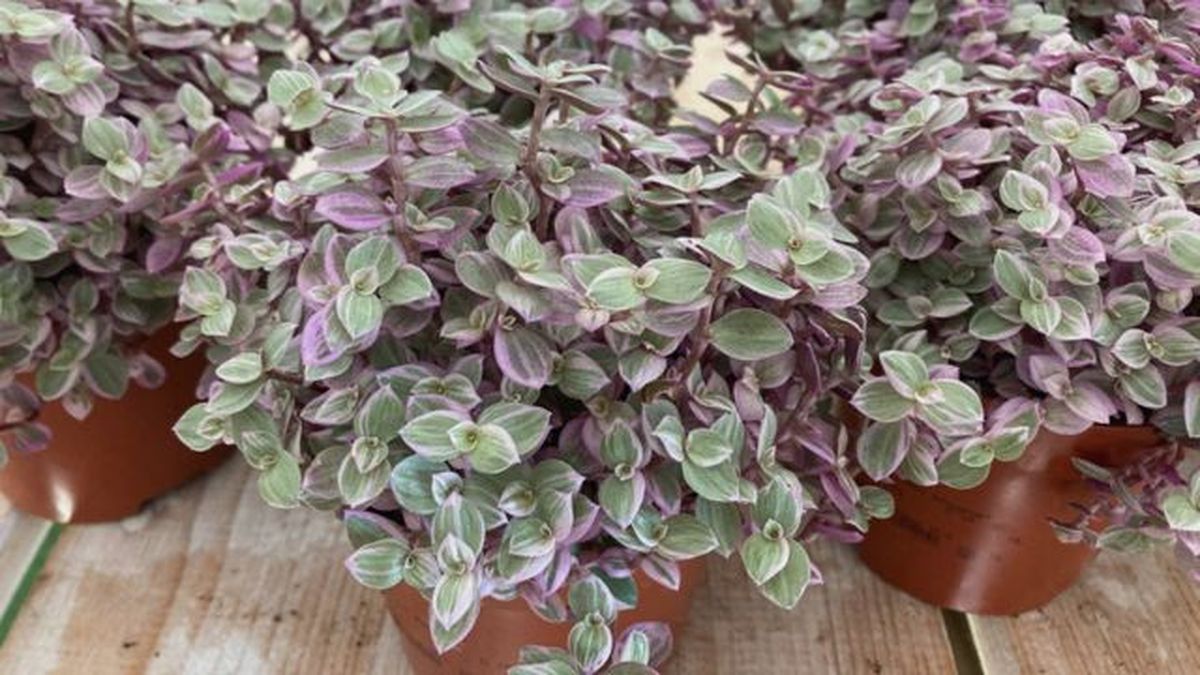 Callisia Repens Pink Lady plantadecor